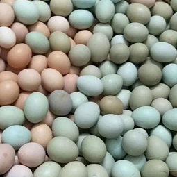 HEIRLOOM COUNTRY SELECT EGGS