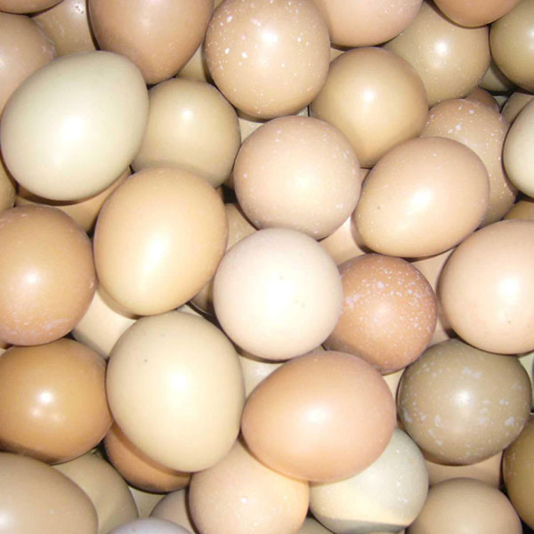 guinea eggs